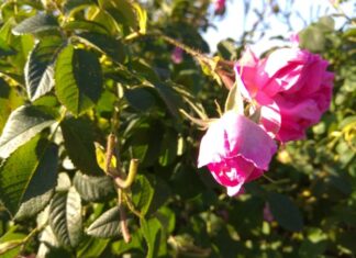 Experience Magic Kazanlak Rose Festival