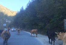 How Long Does It Take to Travel from Sofia to Istanbul?