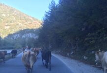 Do You Need Travel Insurance for a Trip to Istanbul?